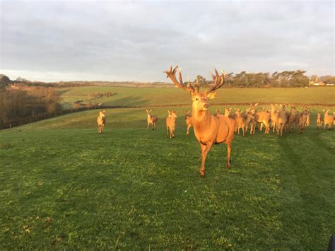 Deer farm near me - On average each adult animal needs 1000 square feet of space. So, an acre of land with good grazing accommodates 2-3 adult whitetail deer, 7-10 adult fallow deer, 4-7 adult red deer, 7-8 axis deer, and 1-2 elk. In addition, you need to plan for protection from the elements, and methods to feed and water your animals.